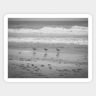 California Beach Birds Chilling on the Sunny Beach Photo V2 Sticker